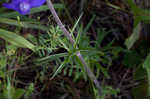 Alabama larkspur